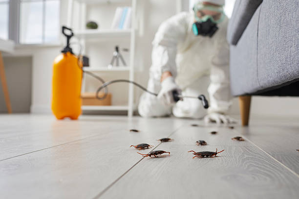 Affordable Termite Control solutions in Alma, MI